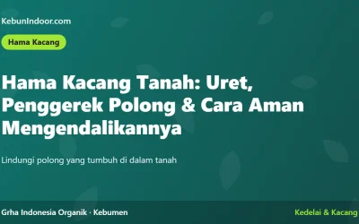 Hama Kacang Tanah: Uret, Penggerek Polong, dan Cara Aman Mengendalikannya
