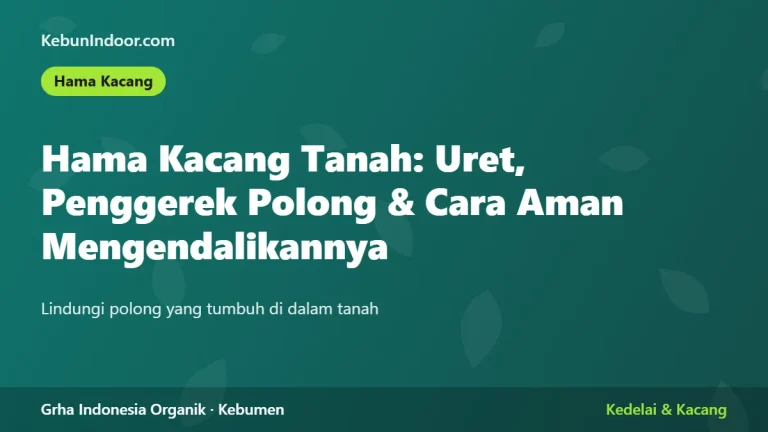 Hama Kacang Tanah: Uret, Penggerek Polong, dan Cara Aman Mengendalikannya