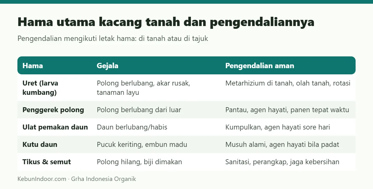 Hama utama kacang tanah dan pengendaliannya