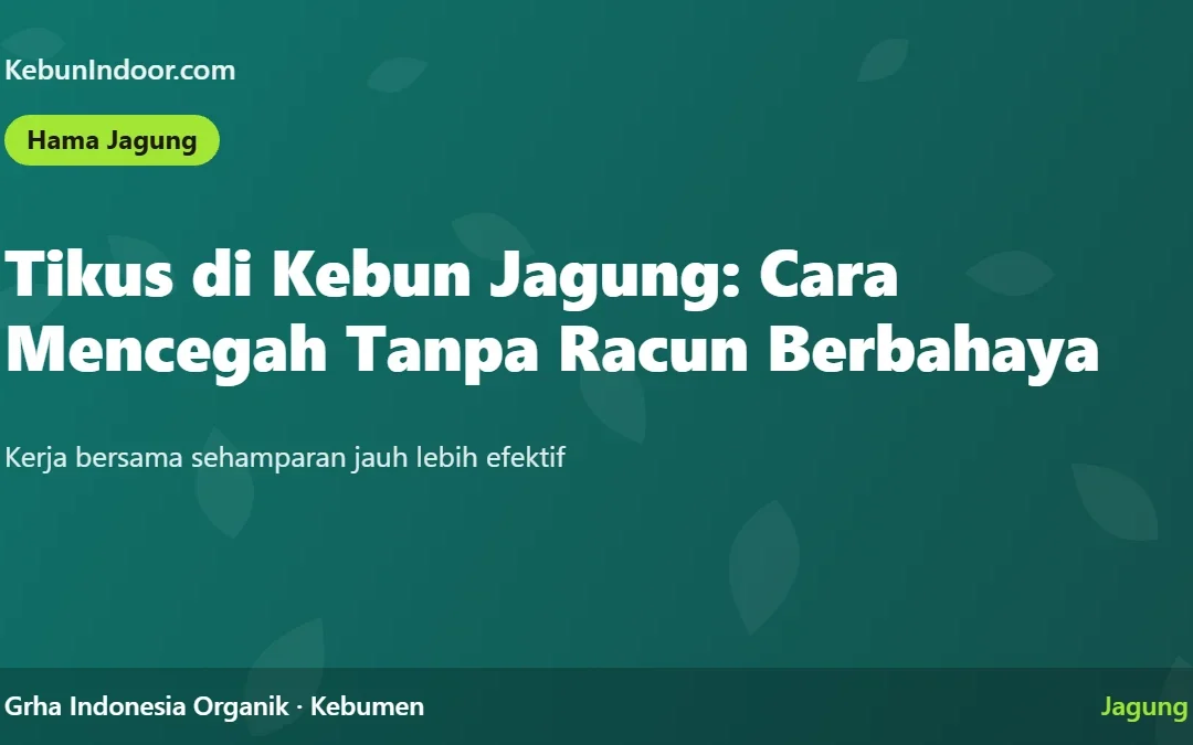 Tikus di Kebun Jagung: Cara Mencegah Tanpa Racun Berbahaya
