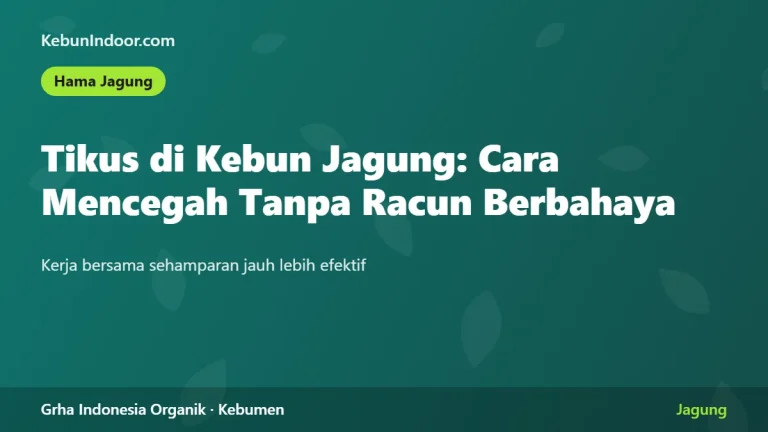 Tikus di Kebun Jagung: Cara Mencegah Tanpa Racun Berbahaya