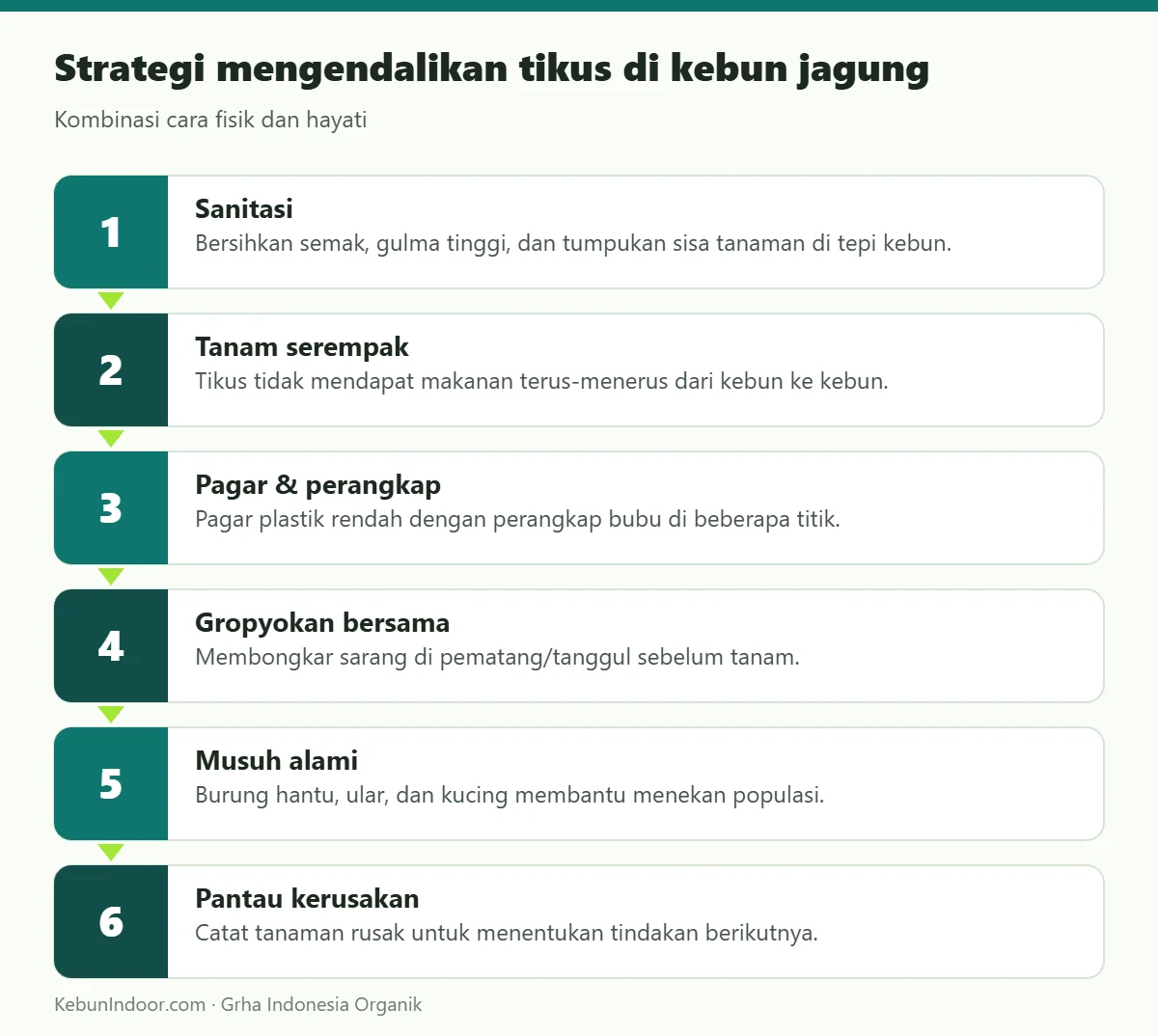 Strategi mengendalikan tikus di kebun jagung