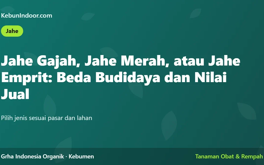 Jahe Gajah, Jahe Merah, atau Jahe Emprit: Beda Budidaya dan Nilai Jual