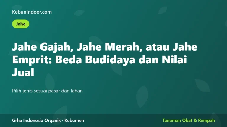 Jahe Gajah, Jahe Merah, atau Jahe Emprit: Beda Budidaya dan Nilai Jual