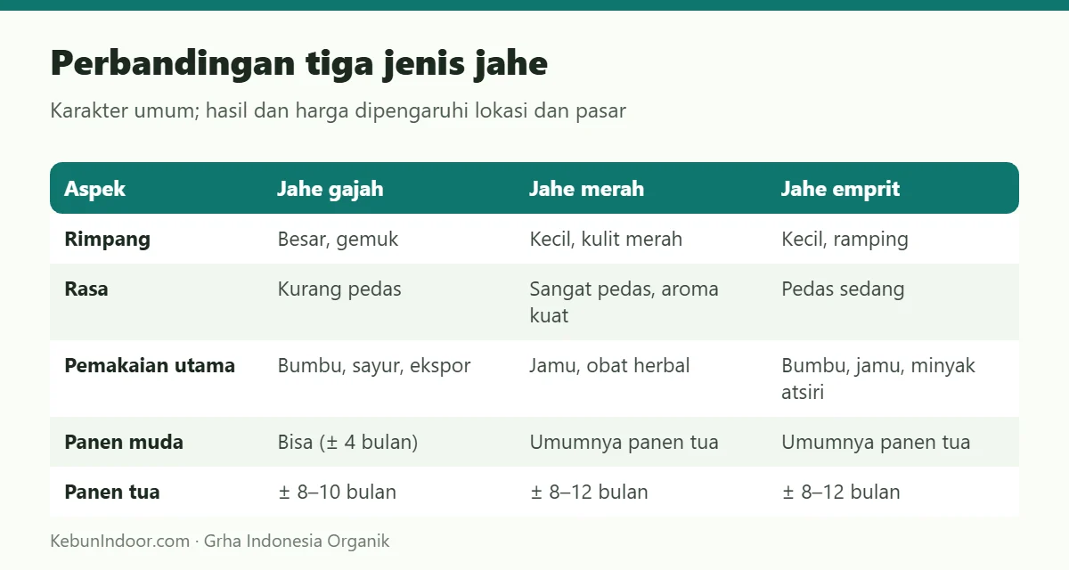 Perbandingan tiga jenis jahe