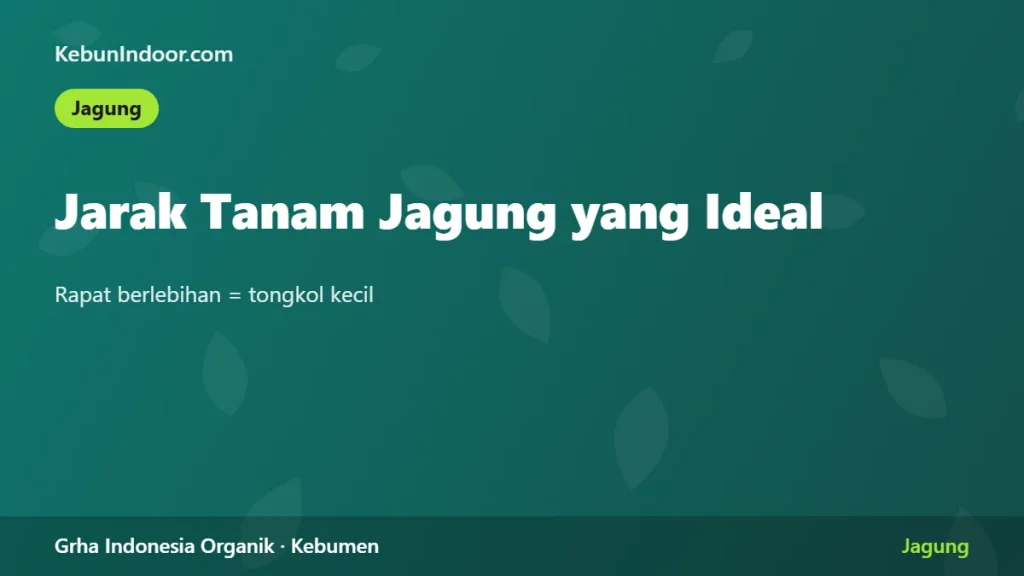 Jarak Tanam Jagung yang Ideal dan Dampaknya pada Hasil