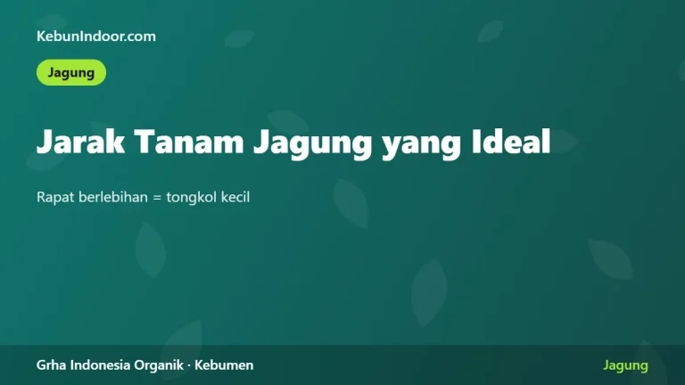 Jarak Tanam Jagung yang Ideal dan Dampaknya pada Hasil