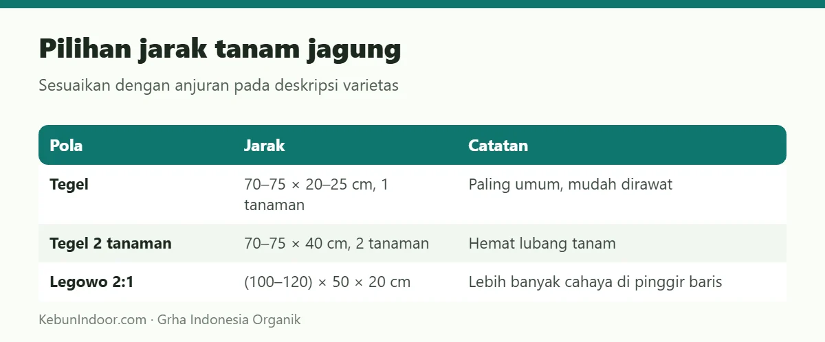 Pilihan jarak tanam jagung