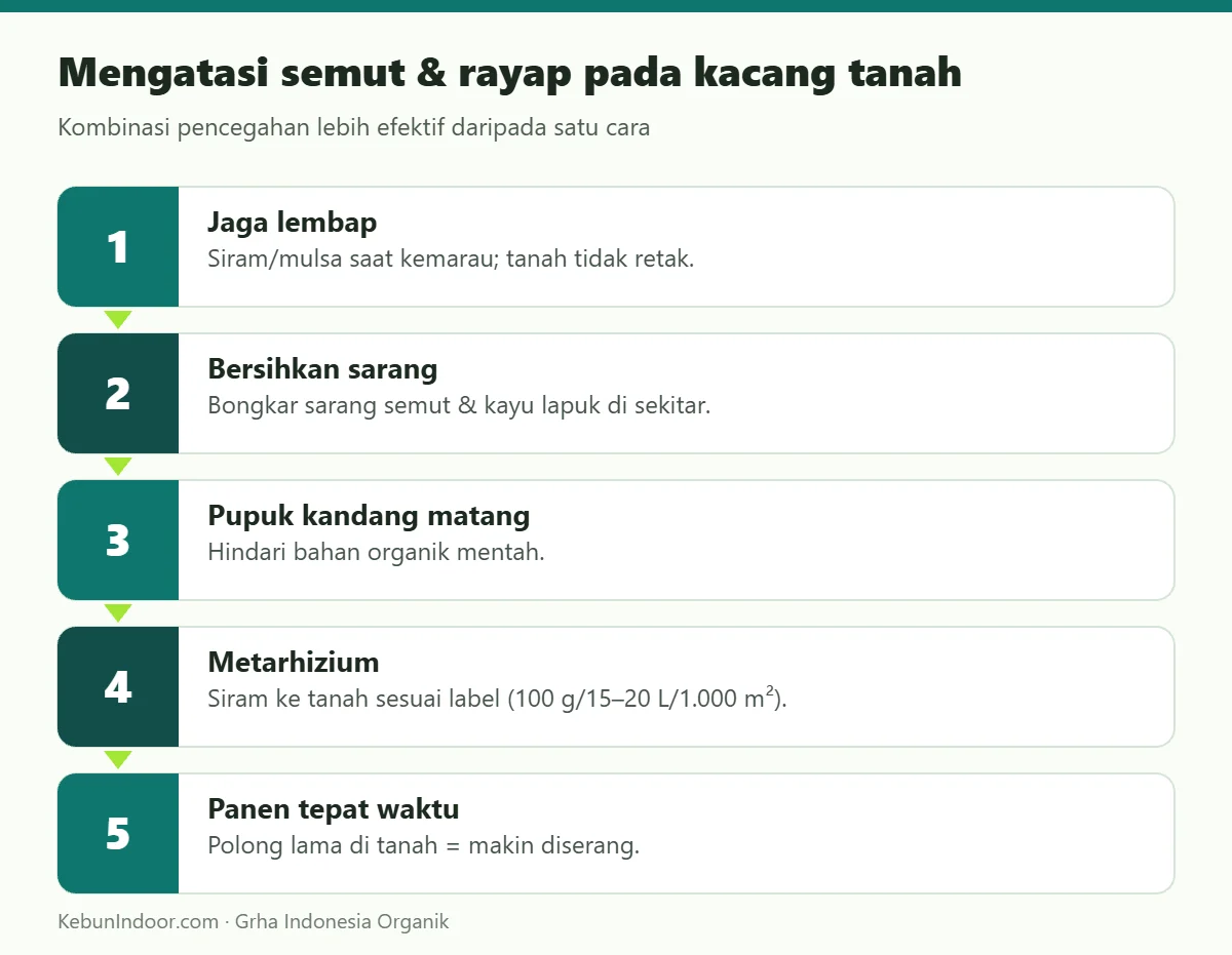 Mengatasi semut & rayap pada kacang tanah