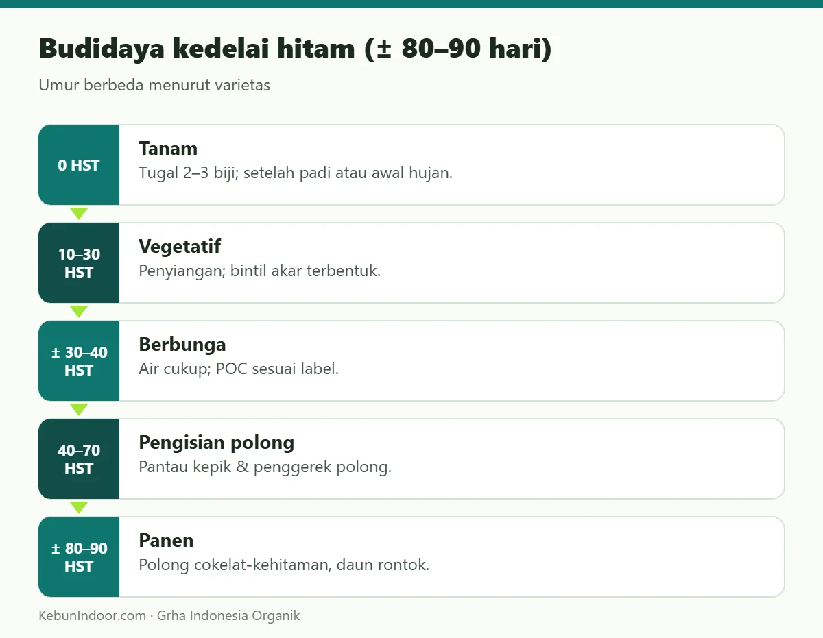 Budidaya kedelai hitam (± 80–90 hari)