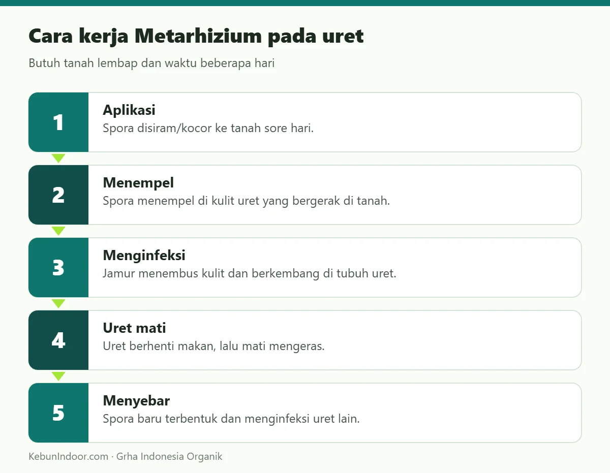 Cara kerja Metarhizium pada uret