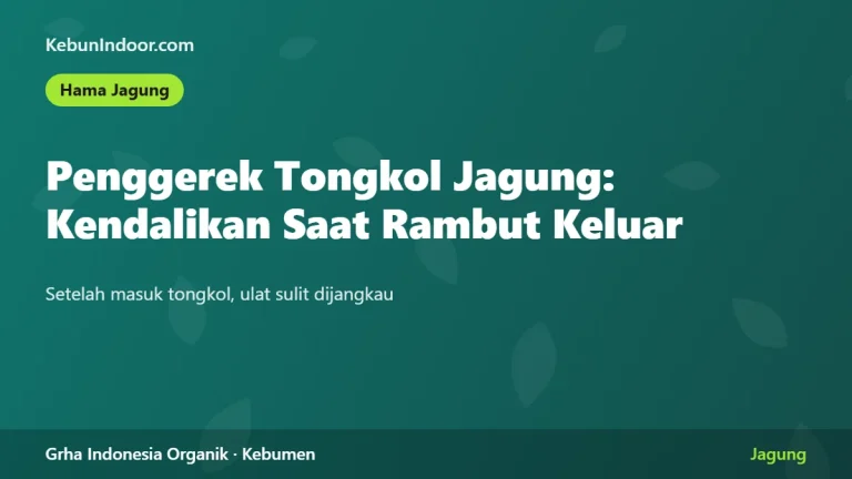 Penggerek Tongkol Jagung: Gejala dan Waktu Pengendalian yang Tepat