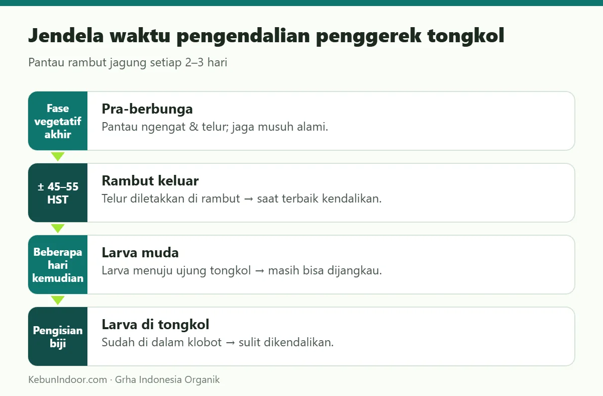 Jendela waktu pengendalian penggerek tongkol