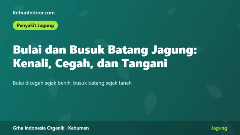 Bulai dan Busuk Batang Jagung: Kenali, Cegah, dan Tangani