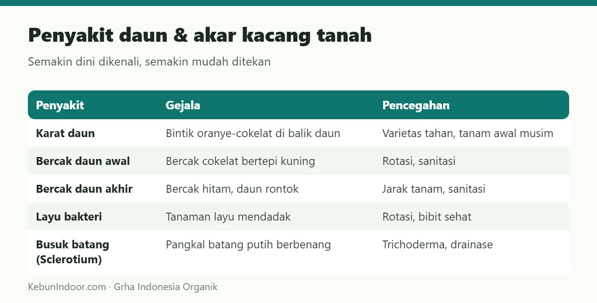 Penyakit daun & akar kacang tanah