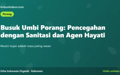 Busuk Umbi Porang: Pencegahan dengan Sanitasi dan Agen Hayati