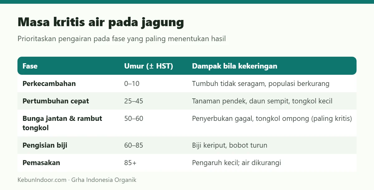 Masa kritis air pada jagung