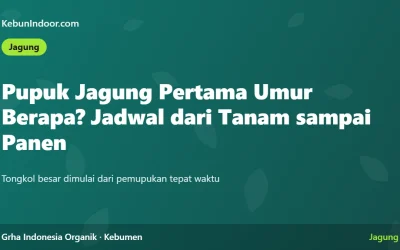 Pupuk Jagung Pertama Umur Berapa? Jadwal Pemupukan Jagung dari Tanam sampai Panen