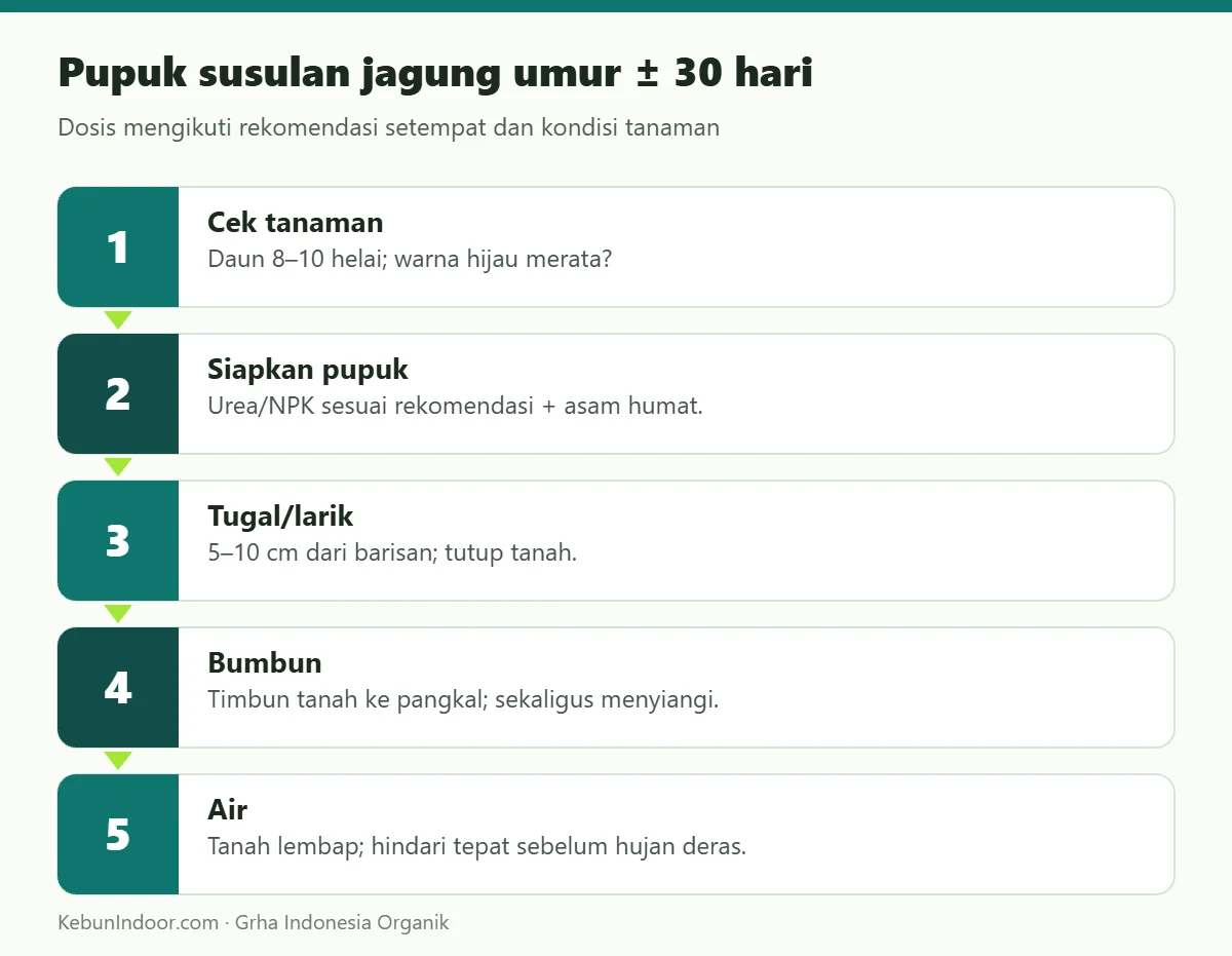 Pupuk susulan jagung umur ± 30 hari