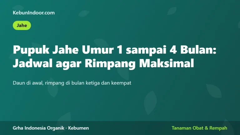 Pupuk Jahe Umur 1 sampai 4 Bulan: Jadwal agar Rimpang Maksimal