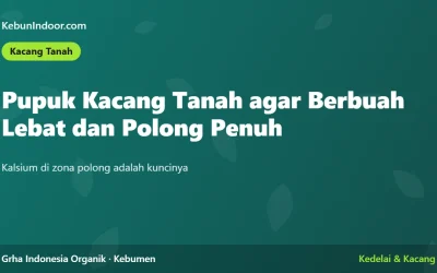 Pupuk Kacang Tanah agar Berbuah Lebat dan Polong Penuh