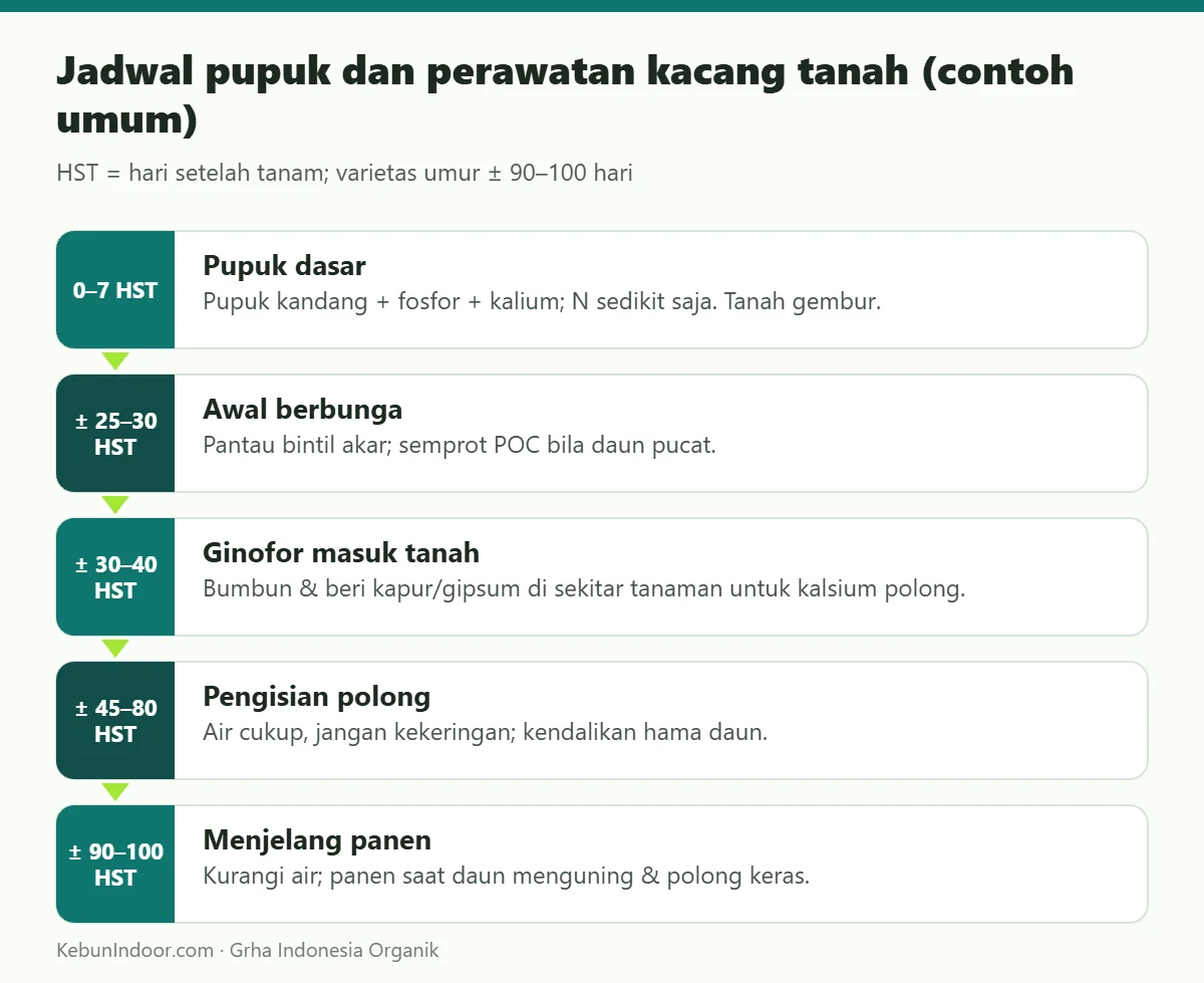 Jadwal pupuk dan perawatan kacang tanah (contoh umum)