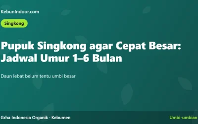 Pupuk Singkong agar Cepat Besar: Jadwal Umur 1 sampai 6 Bulan
