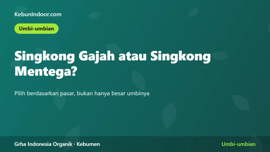 Singkong Gajah atau Singkong Mentega: Umur Panen dan Hasil