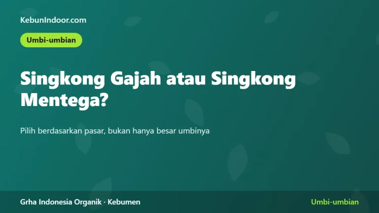 Singkong Gajah atau Singkong Mentega: Umur Panen dan Hasil