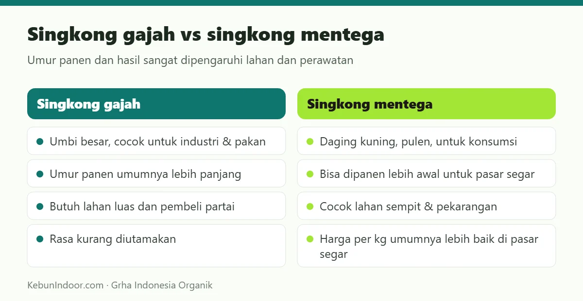 Singkong gajah vs singkong mentega