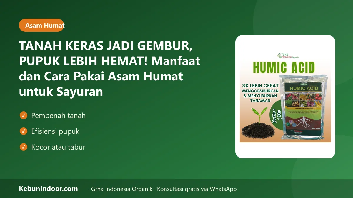 TANAH KERAS JADI GEMBUR, PUPUK LEBIH HEMAT! Manfaat dan Cara Pakai Asam Humat untuk Sayuran