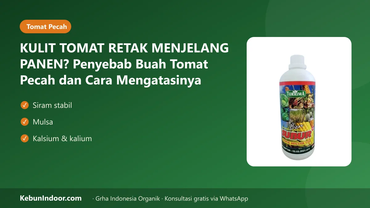 Buah tomat pecah