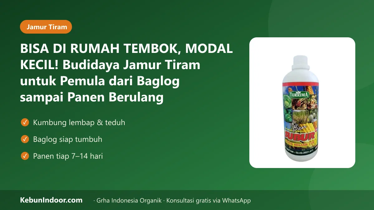 Budidaya jamur tiram