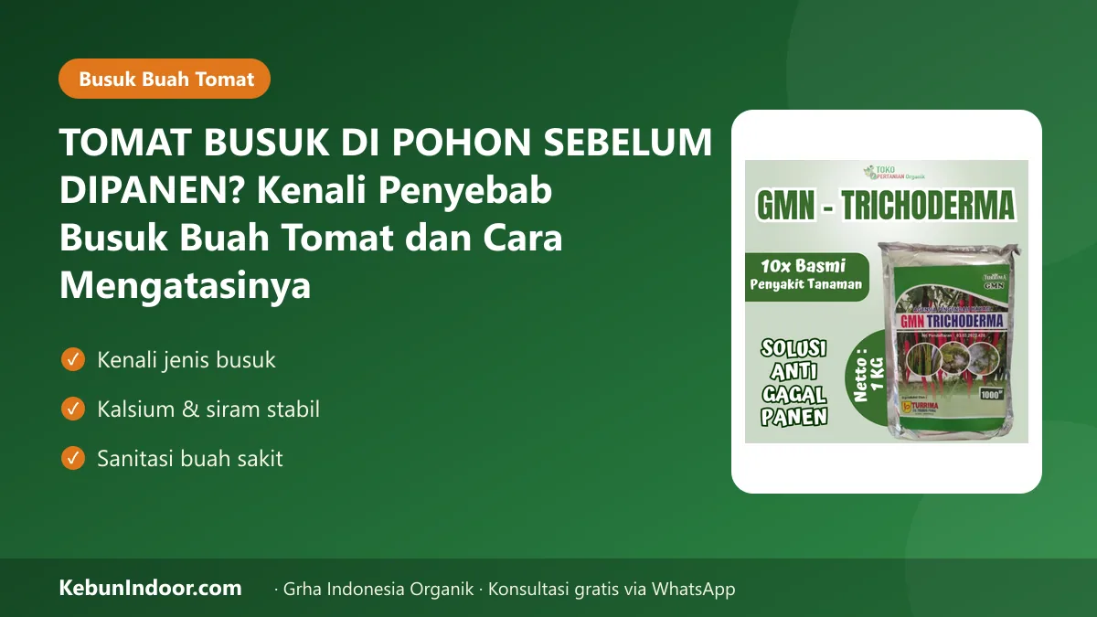 Busuk buah tomat