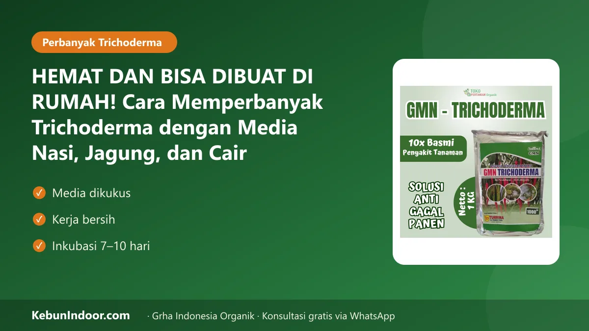 HEMAT DAN BISA DIBUAT DI RUMAH! Cara Memperbanyak Trichoderma dengan Media Nasi, Jagung, dan Cair