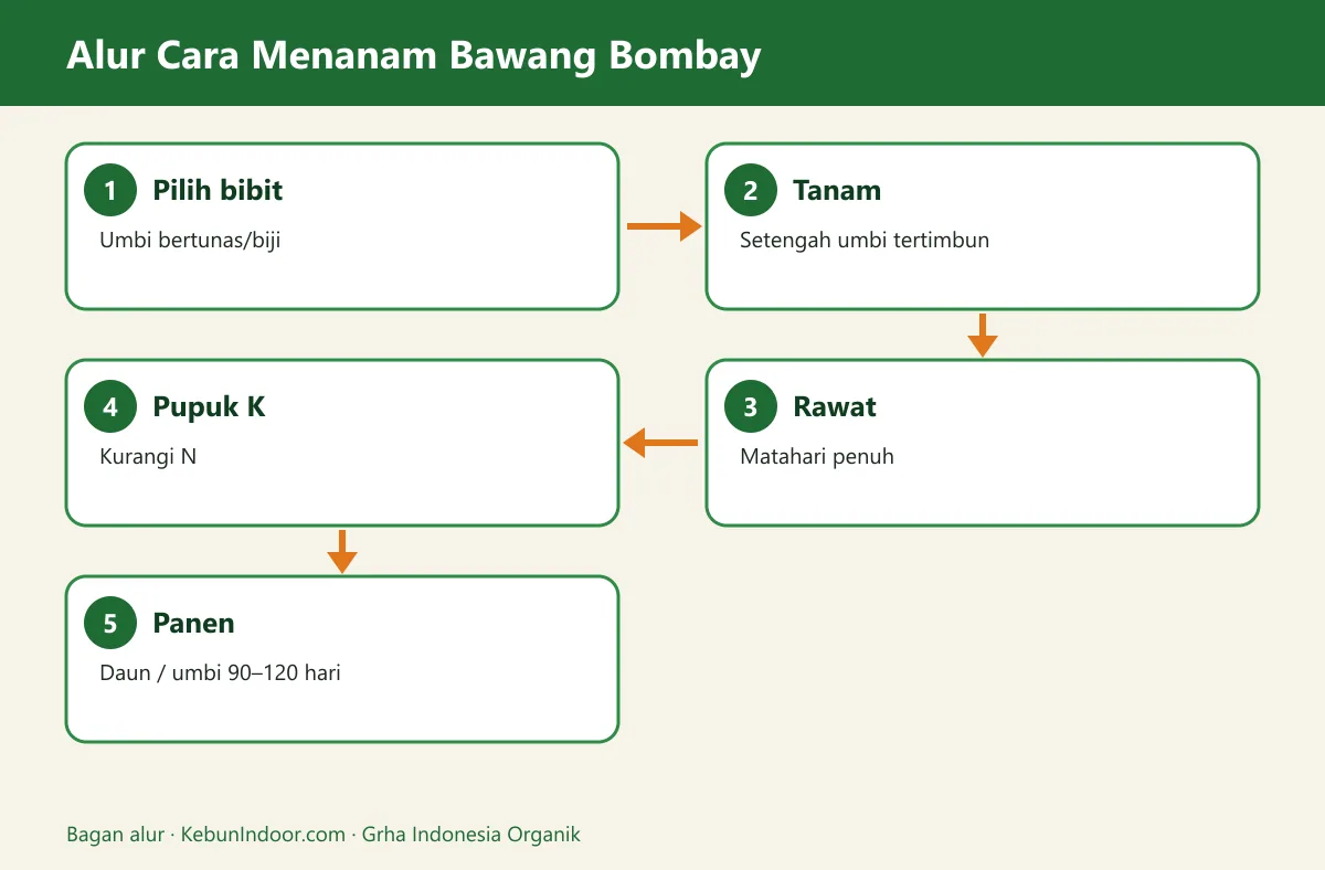 Bagan alur cara menanam bawang bombay