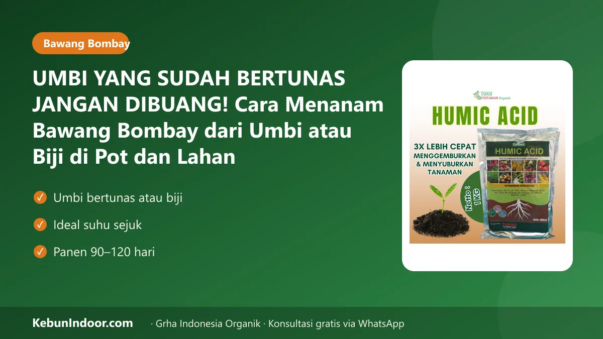 UMBI YANG SUDAH BERTUNAS JANGAN DIBUANG! Cara Menanam Bawang Bombay dari Umbi atau Biji di Pot dan Lahan