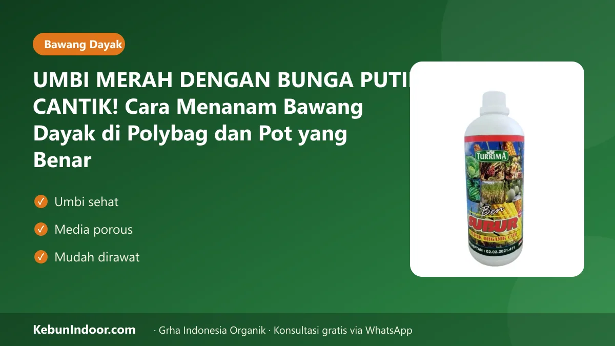 Cara menanam bawang dayak