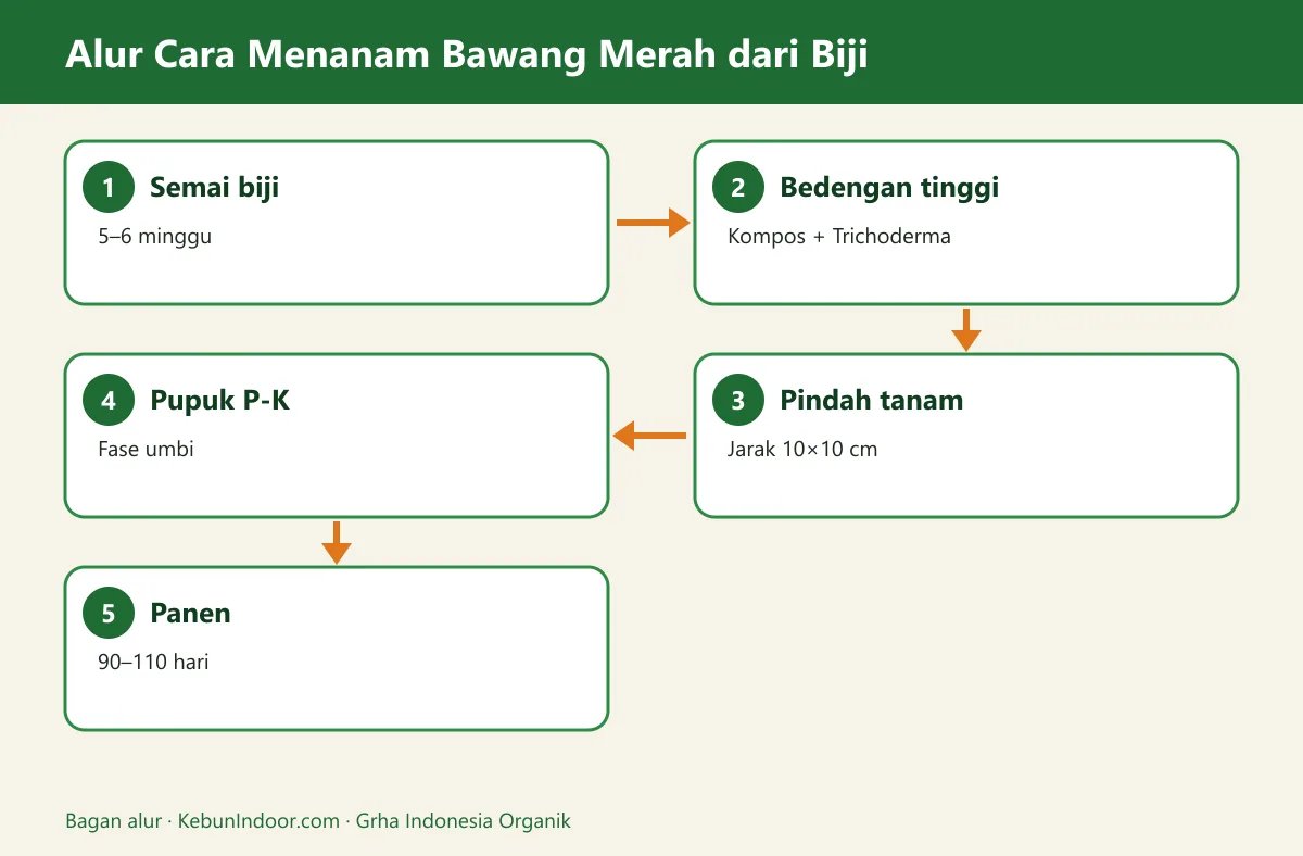 Bagan alur cara menanam bawang merah dari biji