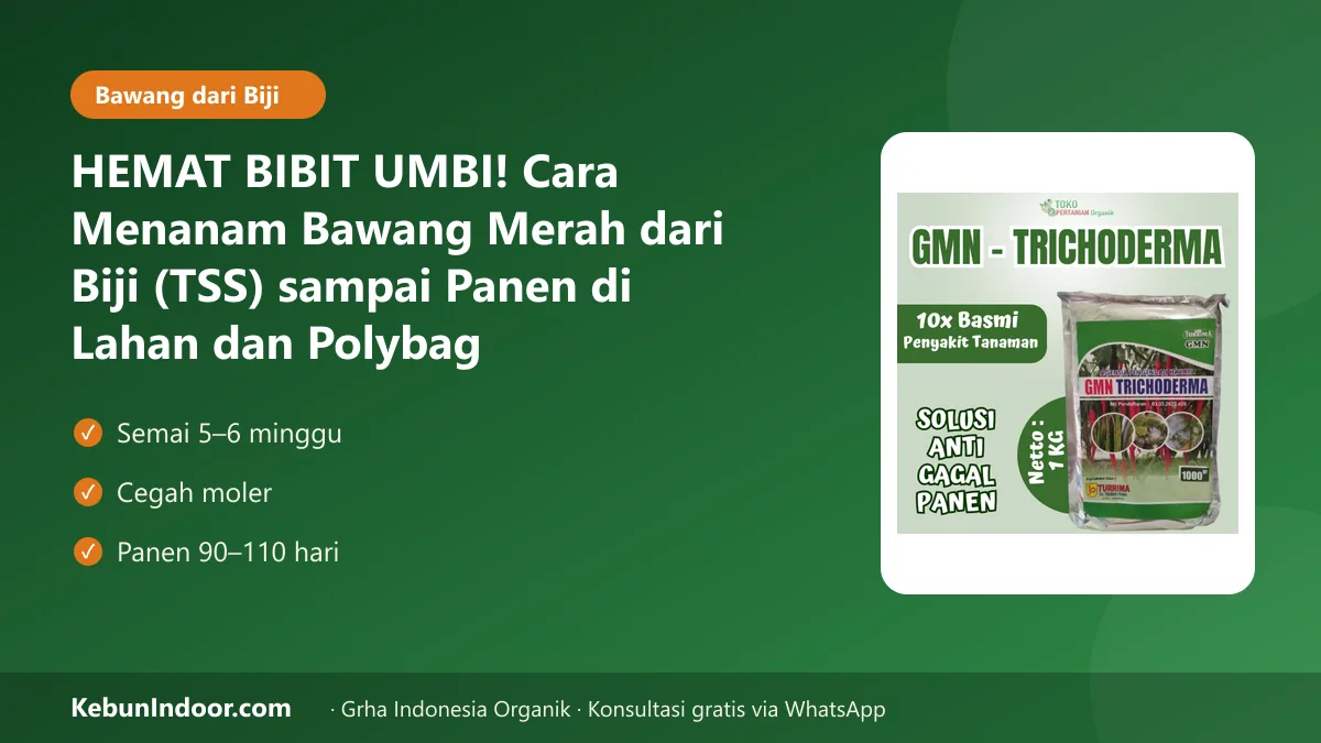 Cara menanam bawang merah dari biji