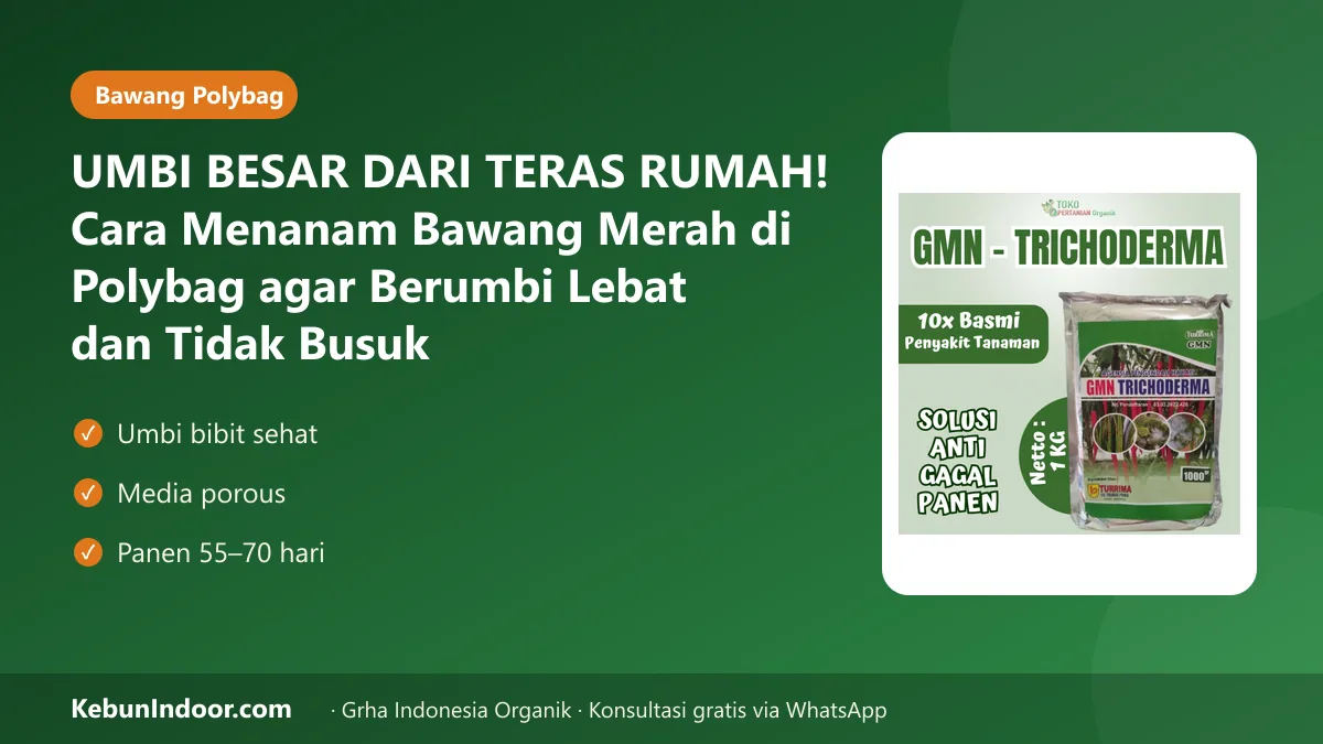 UMBI BESAR DARI TERAS RUMAH! Cara Menanam Bawang Merah di Polybag agar Berumbi Lebat dan Tidak Busuk