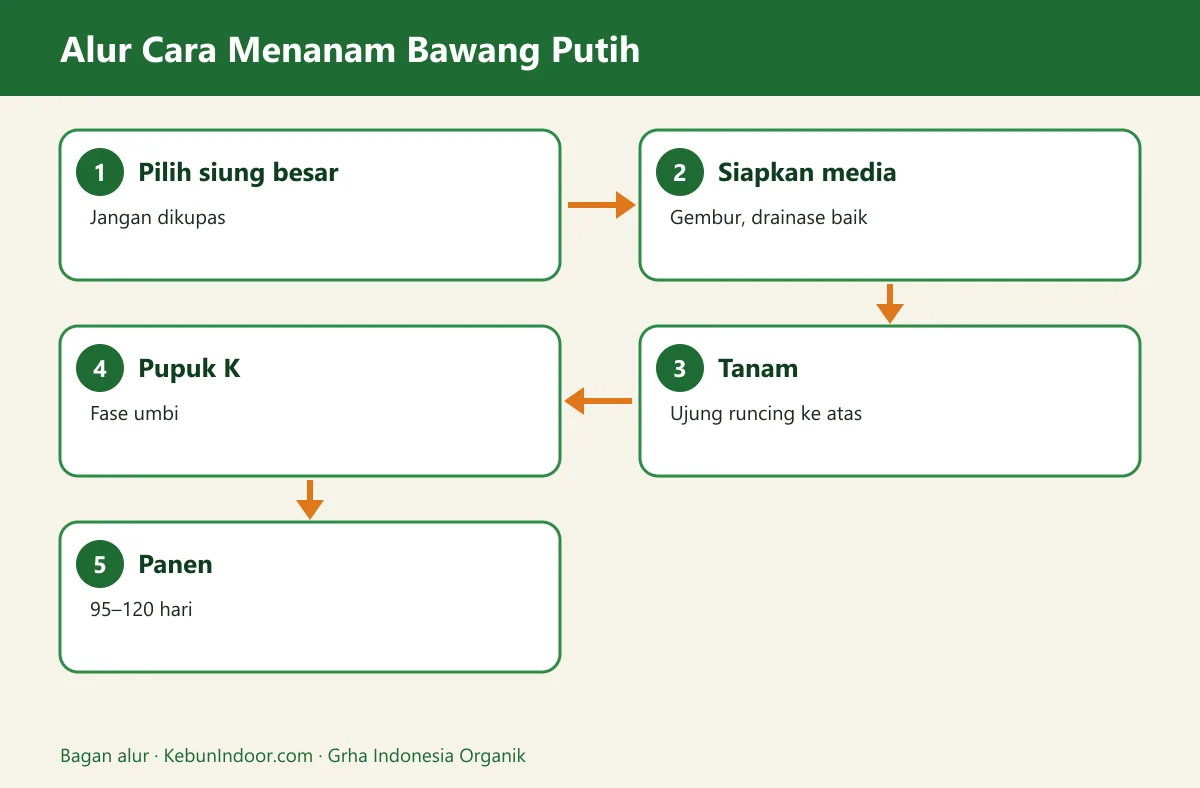 Bagan alur cara menanam bawang putih