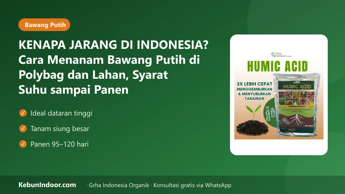 Cara menanam bawang putih
