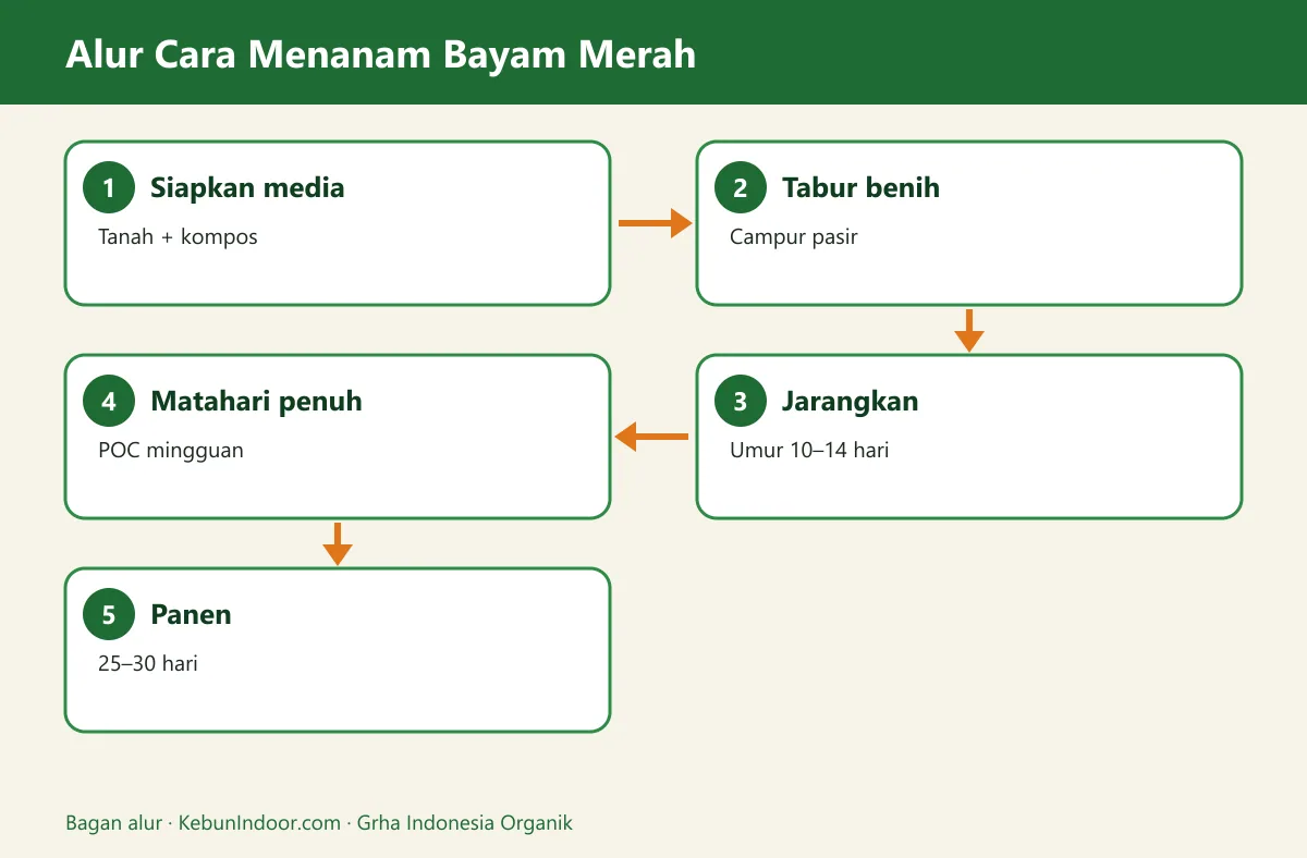 Bagan alur cara menanam bayam merah