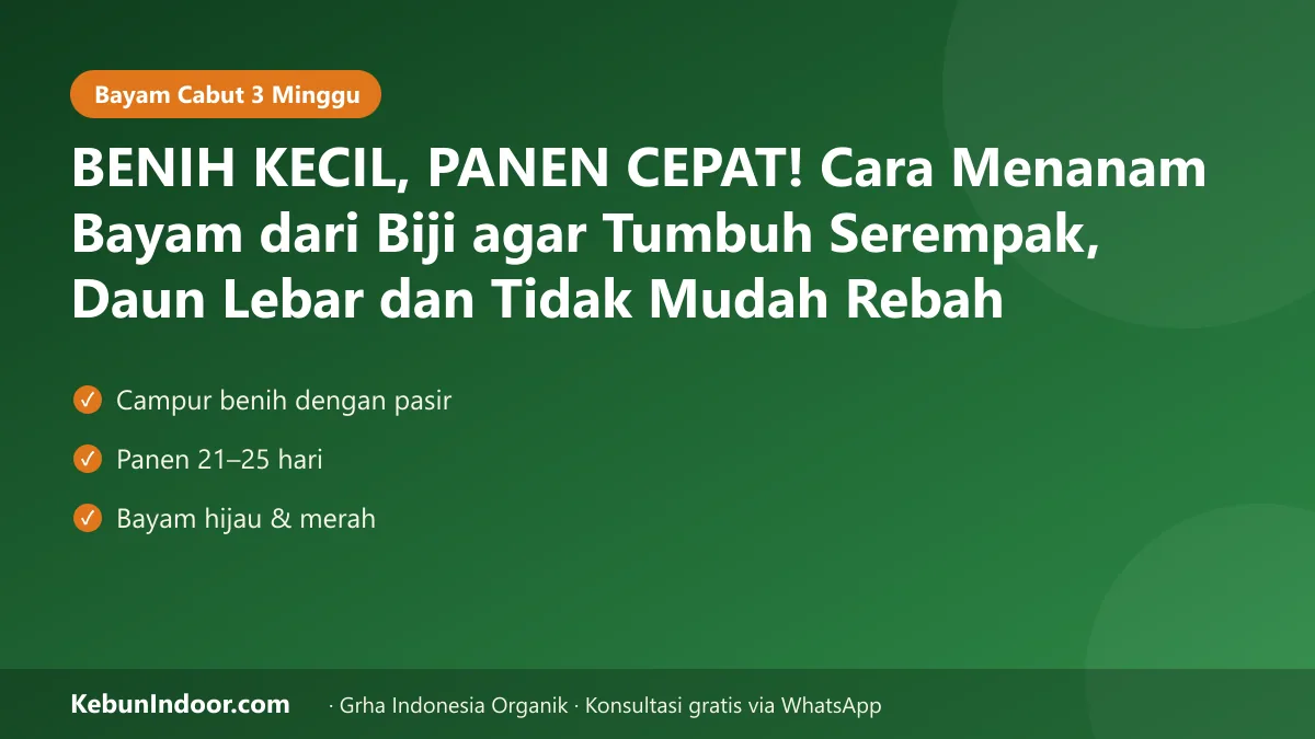 Cara menanam bayam