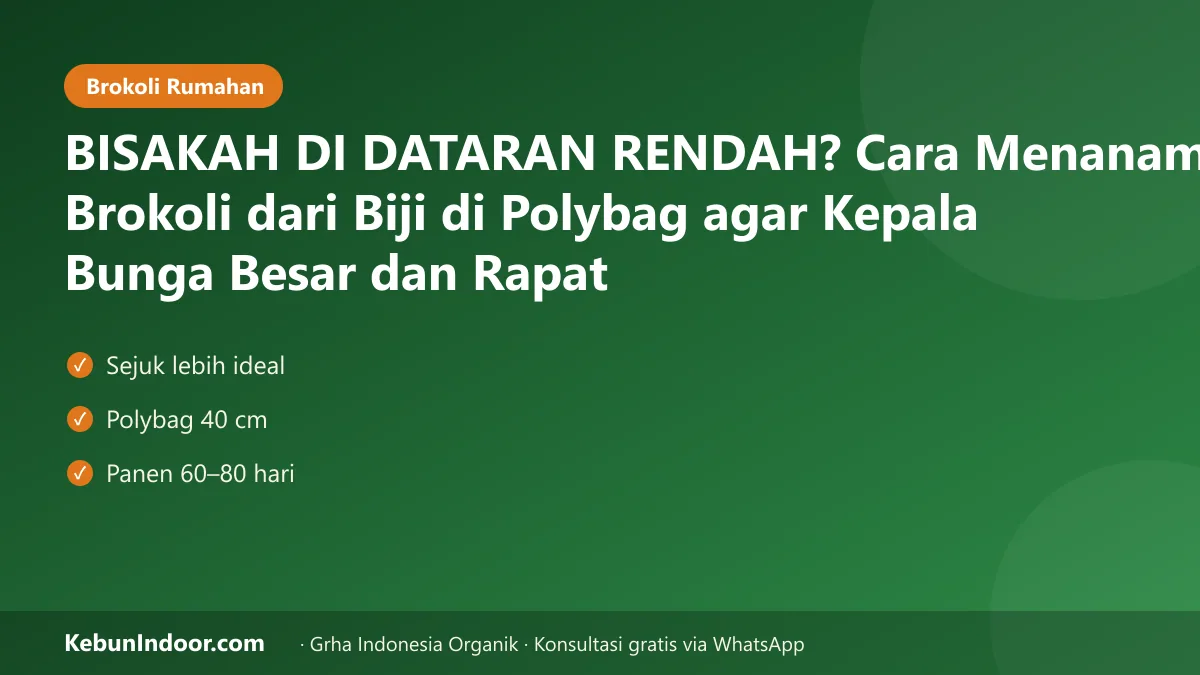 Cara menanam brokoli