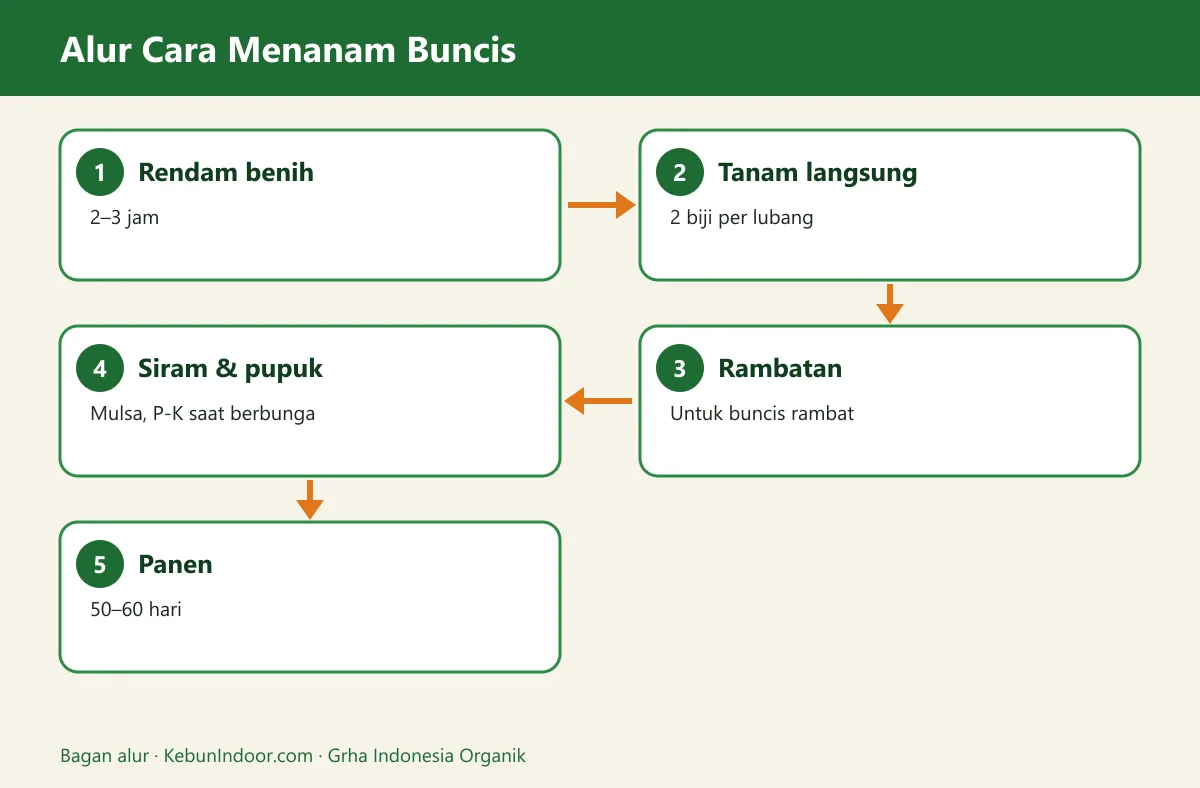 Bagan alur cara menanam buncis
