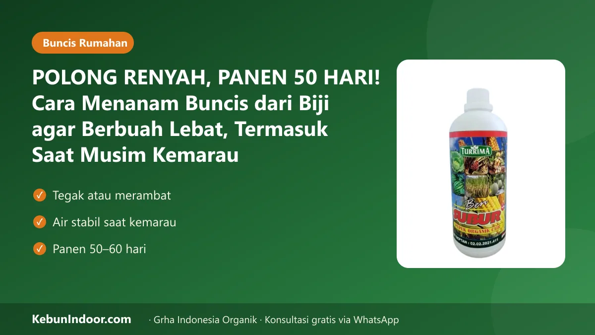 Cara menanam buncis