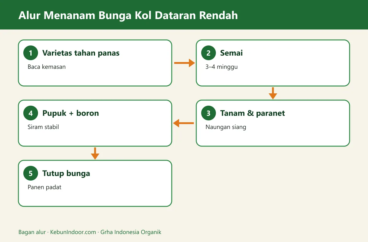 Bagan alur cara menanam bunga kol di dataran rendah