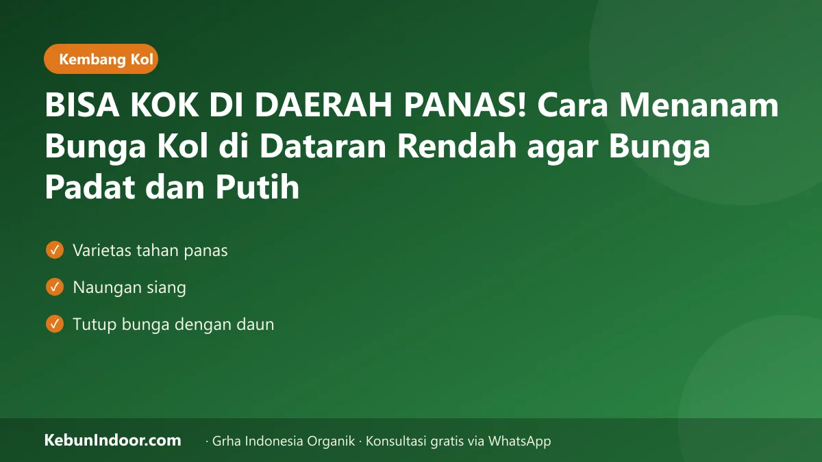 BISA KOK DI DAERAH PANAS! Cara Menanam Bunga Kol di Dataran Rendah agar Bunga Padat dan Putih